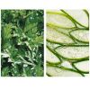 FRAIJOUR ORIGINAL HERB WORMWOOD PEELING GEL ingredients